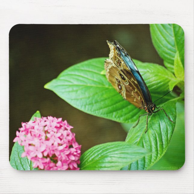 Blue Morpho 143 Mousepad (Front)