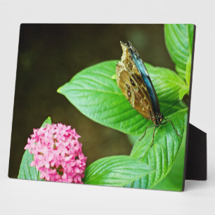 Blue Morpho 143 Plaque