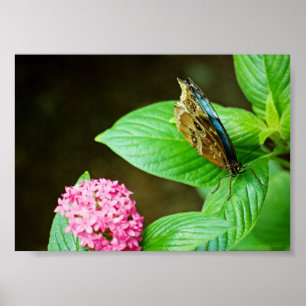 Blue Morpho 143 Print