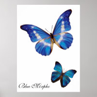 Blue Morpho Butterflies