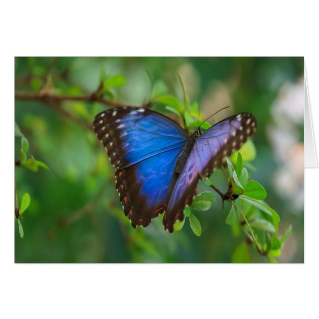 Blue Morpho Butterfly (Front Horizontal)