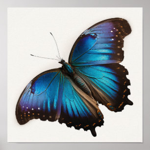 Blue Morpho Butterfly Art Print Poster
