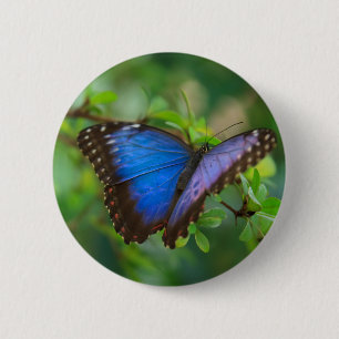 Blue Morpho Butterfly Button