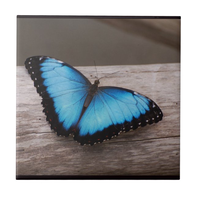 Blue Morpho Butterfly Ceramic Tile (Front)