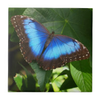 Blue Morpho Butterfly