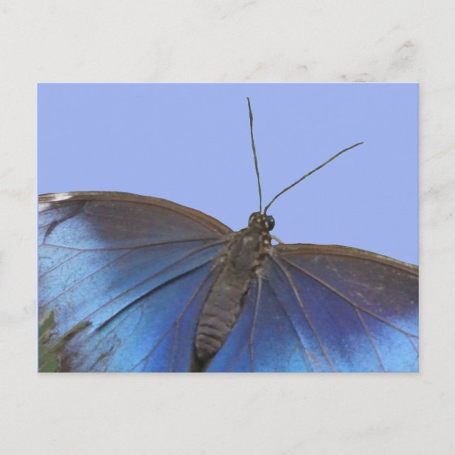 Blue Morpho Butterfly DIY Postcard (Front)