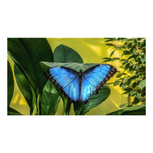 Blue Morpho Butterfly Floral Nature Art Photo Print