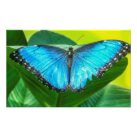Blue Morpho Butterfly Floral Nature Art