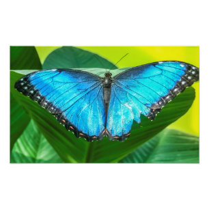 Blue Morpho Butterfly Floral Nature Art Photo Print