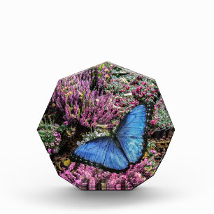 Blue Morpho Butterfly Insect Floral Photo Block