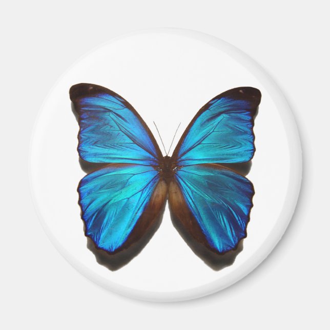 Blue Morpho Butterfly Magnet (Front)