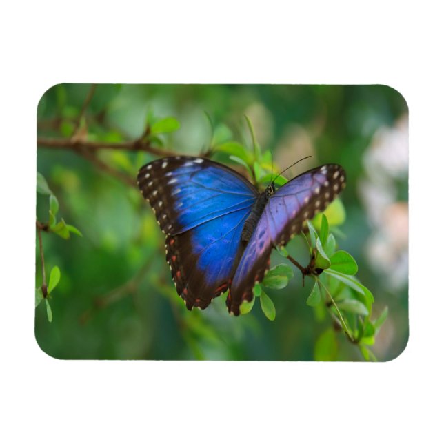 Blue Morpho Butterfly Magnet (Horizontal)