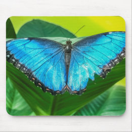 Blue Morpho Butterfly Mouse Pad