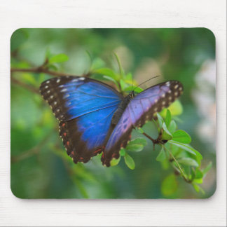 Blue Morpho Butterfly Mouse Pad
