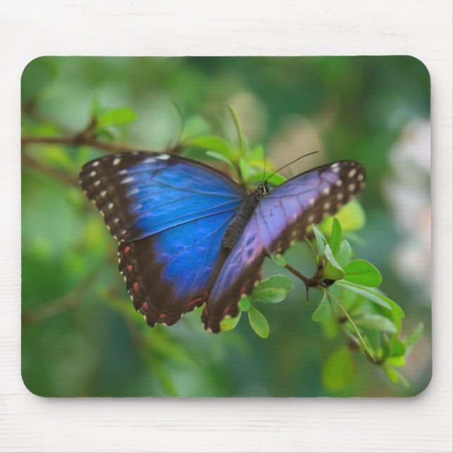 Blue Morpho Butterfly Mouse Pad (Front)