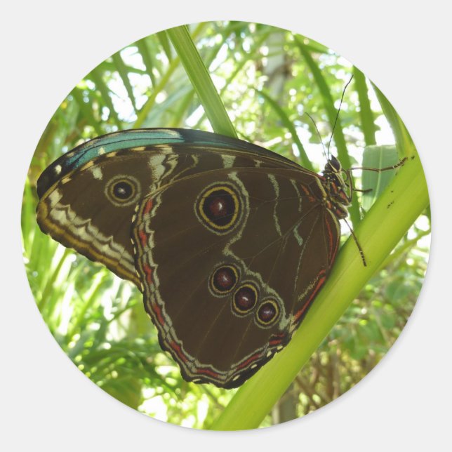 Blue Morpho Butterfly Nature Photography Classic Round Sticker (Front)