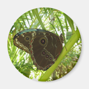 Blue Morpho Butterfly Nature Photography Magnet