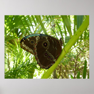 Blue Morpho Butterfly Nature Photography Poster