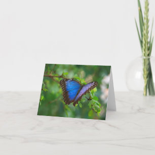 Blue Morpho Butterfly Note Card