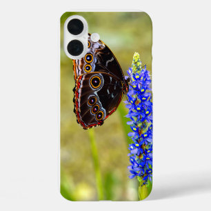 Blue morpho butterfly on a marsh orchid iPhone 16 plus case