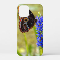 Blue morpho butterfly on a marsh orchid