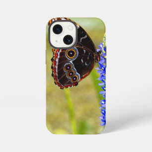 Blue morpho butterfly on a marsh orchid iPhone 13 mini case