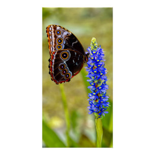 Blue morpho butterfly on a marsh orchid poster