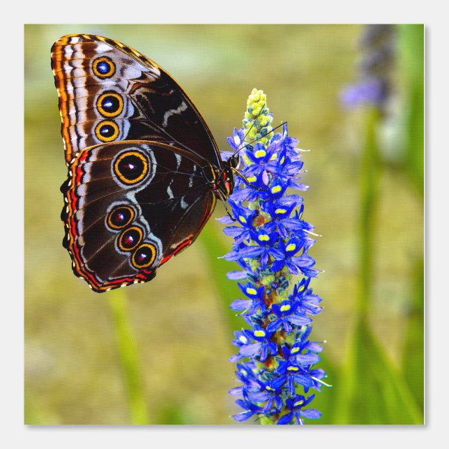 Blue morpho butterfly on a marsh orchid wallpaper (Front)