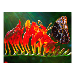 Blue morpho butterfly on Crocosmia Lucifer flowers Photo Print