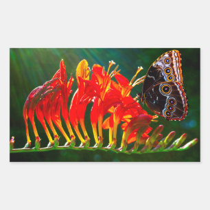 Blue morpho butterfly on Crocosmia Lucifer flowers Rectangular Sticker