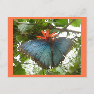 Blue Morpho Butterfly on Flower DIY Postcard