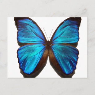 Blue Morpho Butterfly Postcard