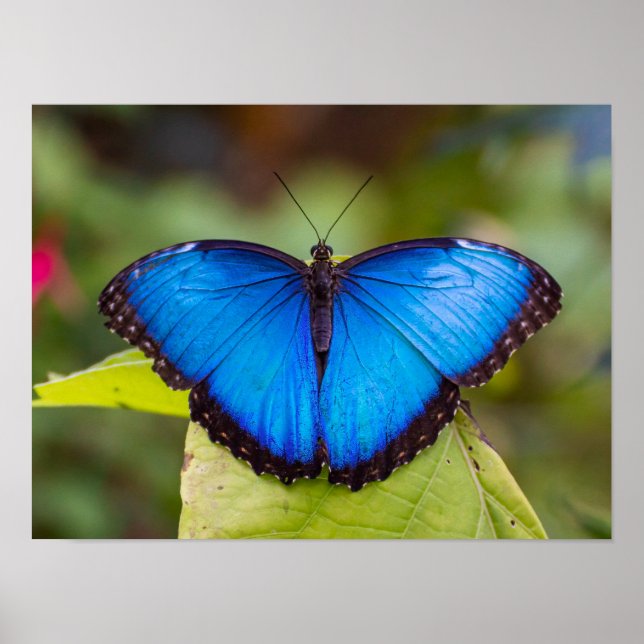 Blue morpho butterfly poster (Front)