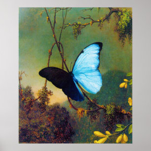 Blue Morpho Butterfly Poster