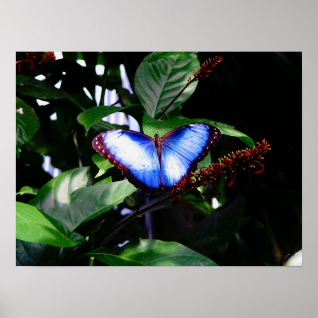 Blue Morpho Butterfly Poster (Front)