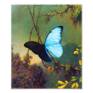 Blue Morpho Butterfly Print