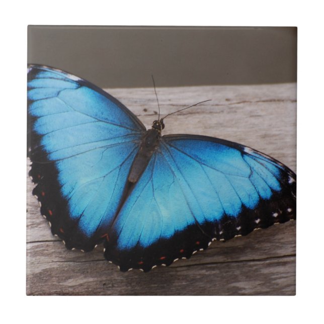 Blue Morpho Butterfly Tile (Front)