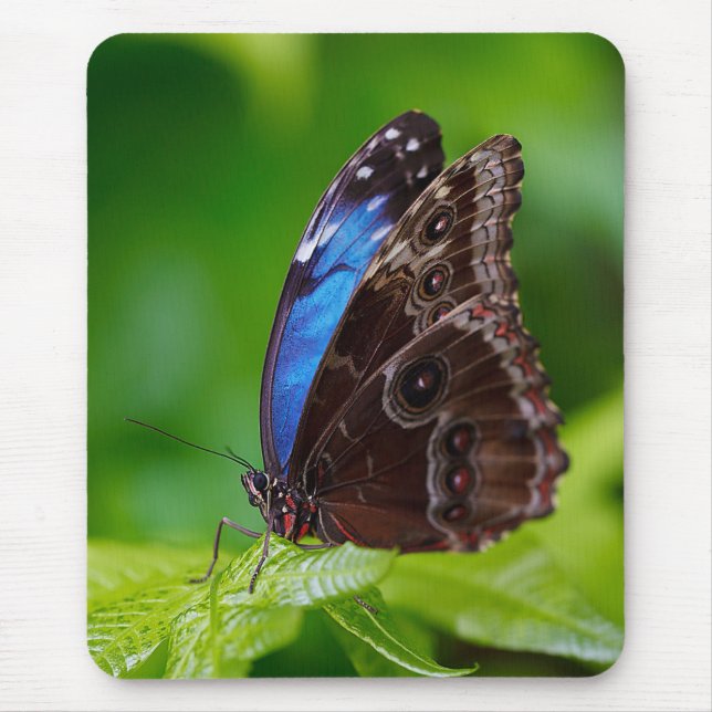 Blue Morpho Mouse Pad (Front)