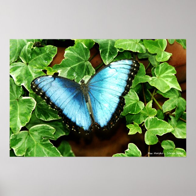 Blue Morpho Print (Front)