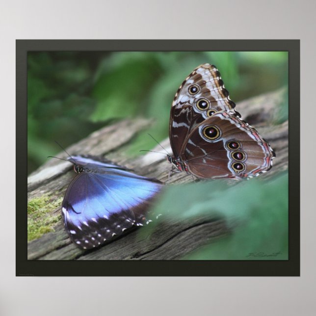Blue Morphos Canvas Print -24x20 -other sizes also (Front)