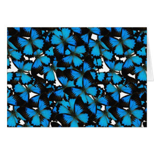 Blue Mountain Swallowtail