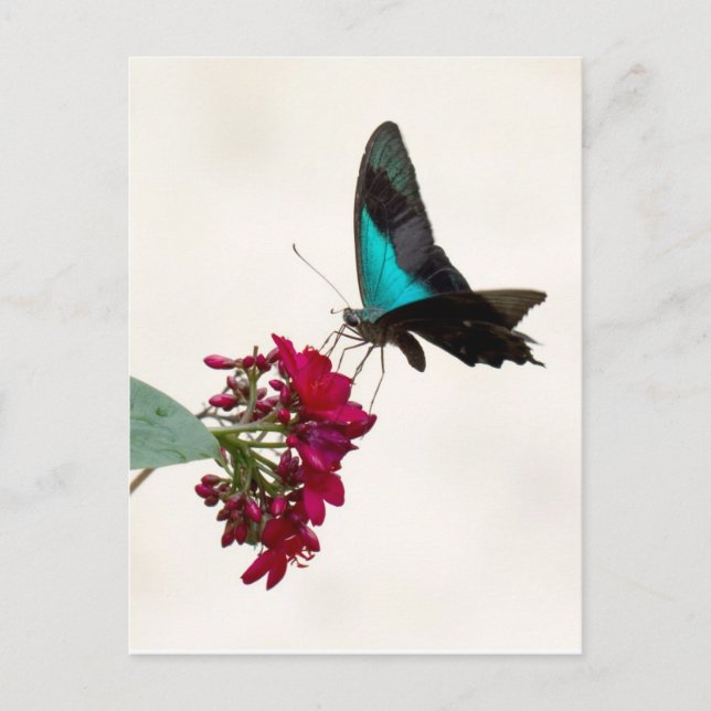Blue Mountain Swallowtail Butterfly Postcard (Front)