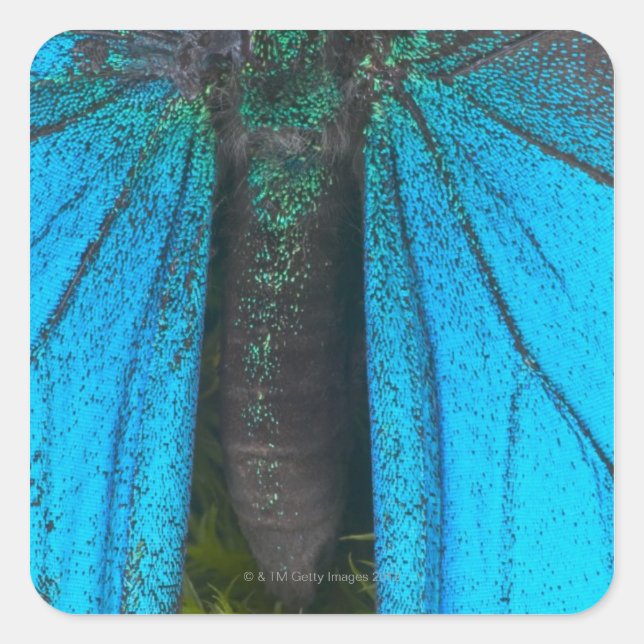 Blue mountain swallowtail (Papilio ulysses) Square Sticker (Front)
