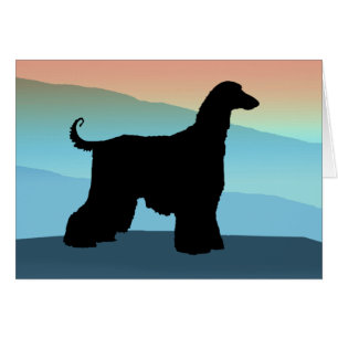 Blue Mountains Afghan Hound