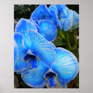 Blue Mystique Orchids Poster
