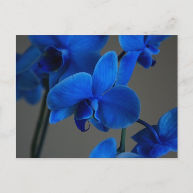 Blue Mystique Postcard (Front)