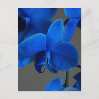 Blue Mystique Postcard