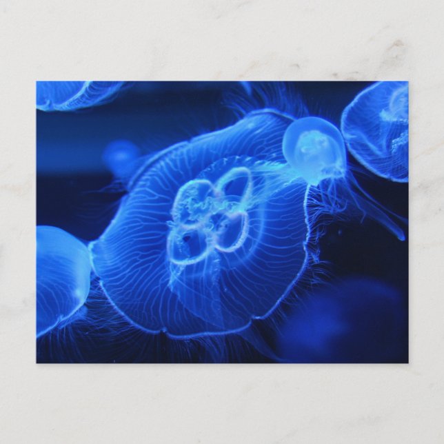 Blue Neon Jellyfish Postcard (Front)