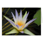 Blue Nile Water Lily