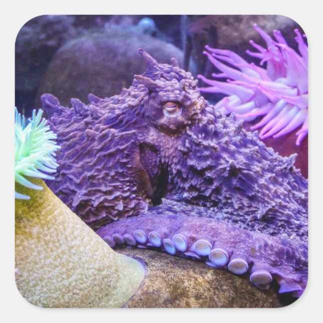 Blue ocean purple octopus square sticker (Front)